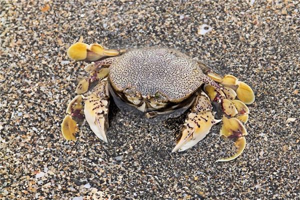 孕婦夢見螃蟹生男生女_周公解夢 孕婦夢見螃蟹生男生女是什麼意思_孕婦夢見螃蟹生男生女好不好_周公解夢官網