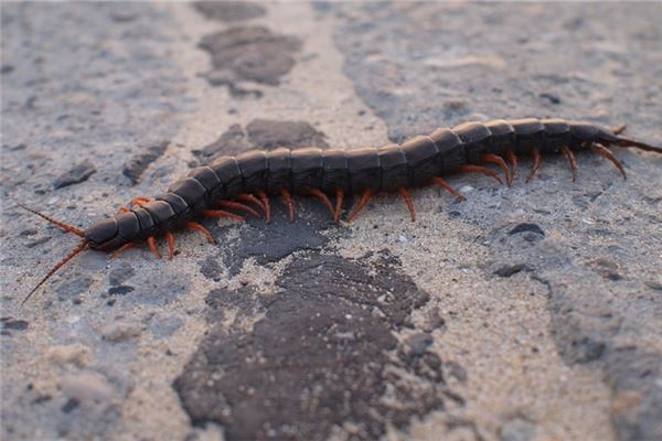 女人夢見蜈蚣是胎夢嗎_周公解夢