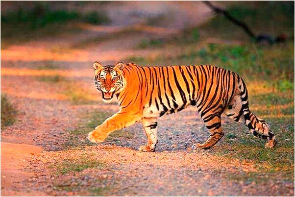 夢見可愛的狗保護我離開會怎么樣_周公解夢官網