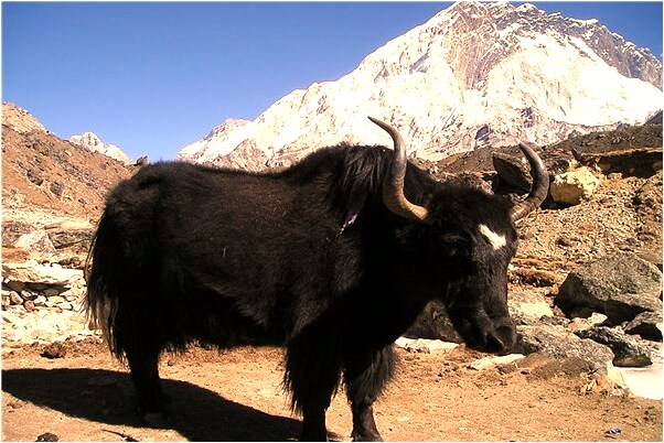 夢見肚子蟲子好不好_周公解夢官網