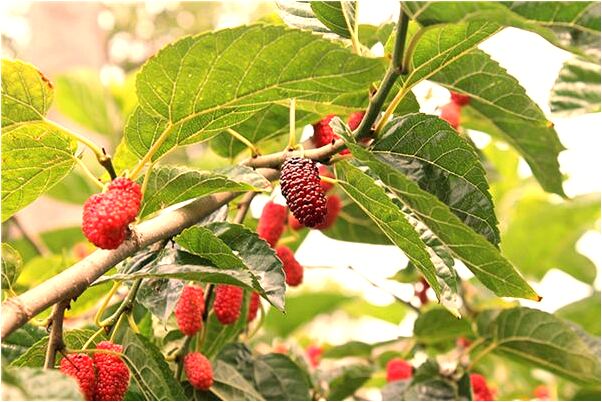 夢到幫前男友去商場找東西有何寓意_周公解夢官網