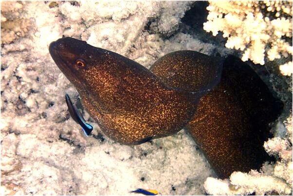 夢見跟男朋友一起吃生魚會有什麼預兆_周公解夢官網