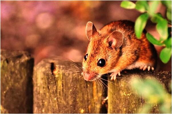 夢到在湖邊撿到金鍊是凶兆還是吉兆_周公解夢官網