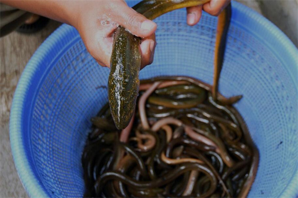 夢到了吃黃鱔是什麼預兆_周公解夢