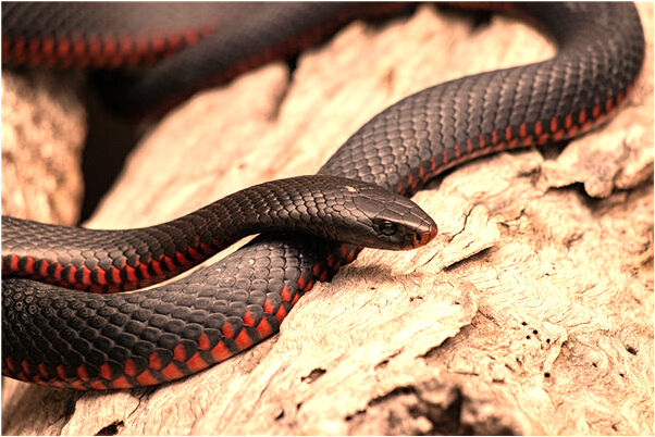 夢到了與有矛盾的同性同事握手是不是好的徵兆呢_周公解夢官網