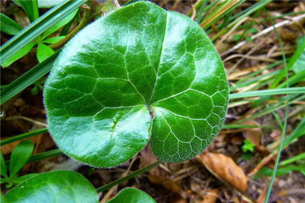 夢到了何首烏代表著什麼？_周公解夢