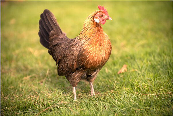 夢到了大牙掉了二個是凶兆還是吉兆_周公解夢官網