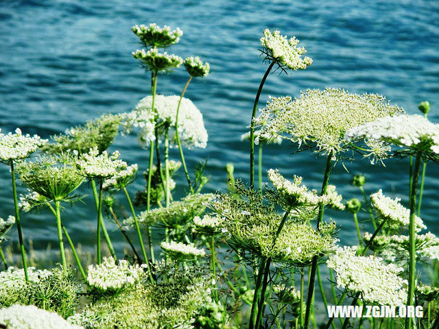 夢見肉包子_周公解夢夢到肉包子是什麼意思_做夢夢見肉包子好不好_周公解夢官網