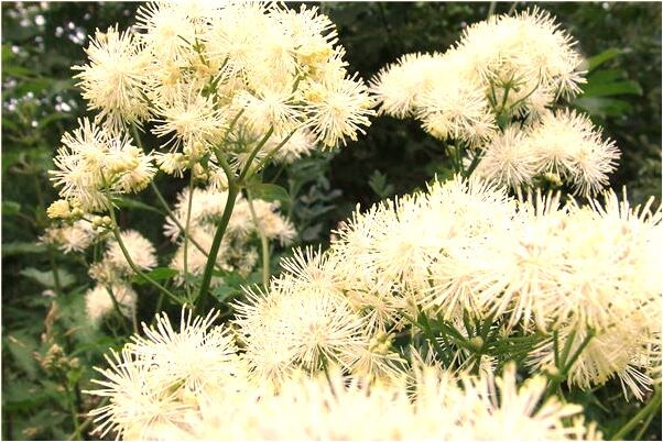 夢見響了一是好是壞_周公解夢官網