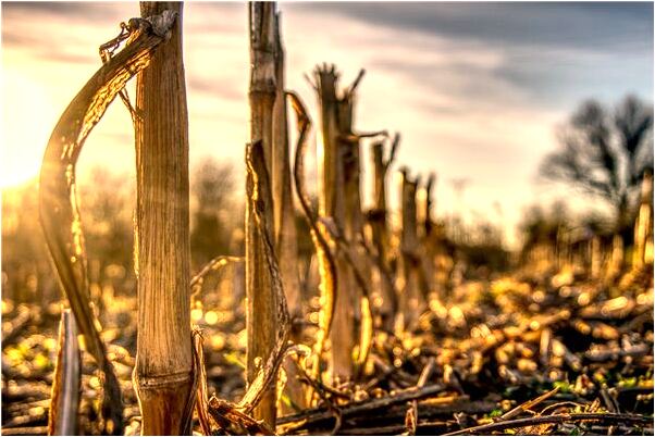 夢到了黑貓抓傷是凶兆還是吉兆_周公解夢官網