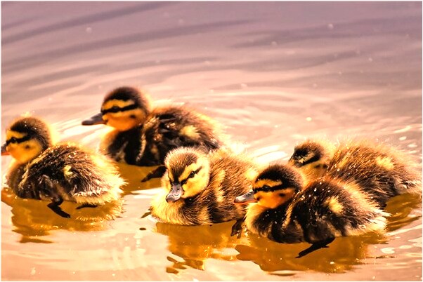 夢到自己在電梯上下不來是什麼兆頭_周公解夢官網