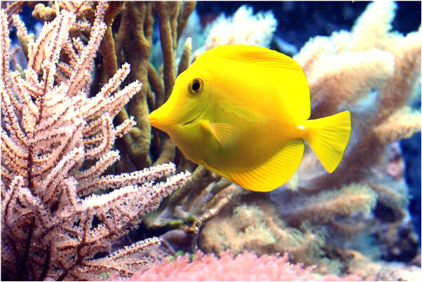 夢到了自己被蛇纏繞是什麼預兆_周公解夢官網