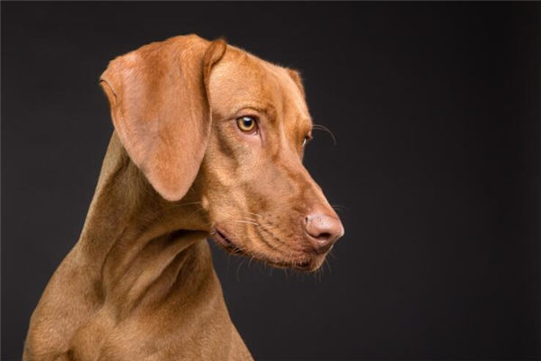 屬相狗的男人出生什麼年份_十二生肖