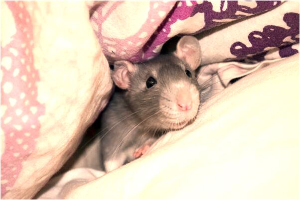 夢見性愛夢意味著什麼_周公解夢官網