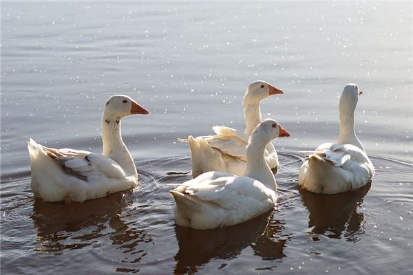 夢見放鵝是什麼啟示_周公解夢