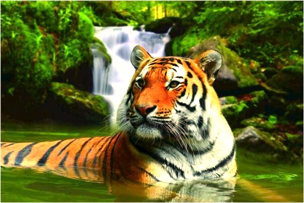 夢到在車裡車掉河裡被水淹有什麼含義_周公解夢官網