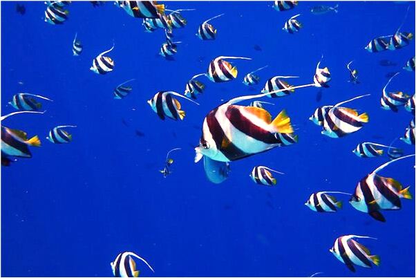 夢到了救自己的羊被吃預示什麼_周公解夢官網