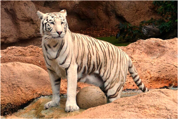 夢到了大莽蛇在不同的地方出現會是什麼預兆_周公解夢官網