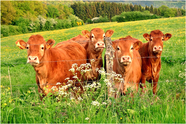 夢見摘樹耳會怎么樣_周公解夢官網