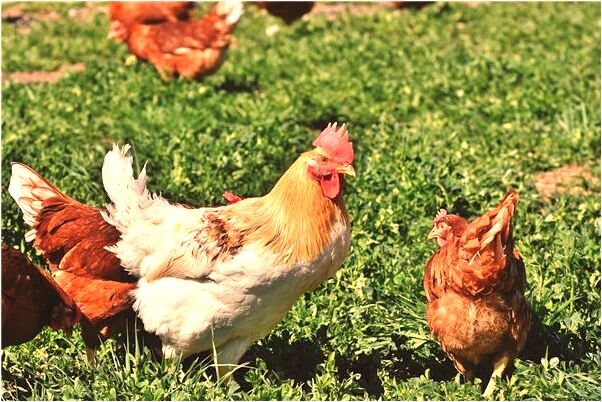 夢到自己的錢被搶被姦殺是什麼啟示_周公解夢官網