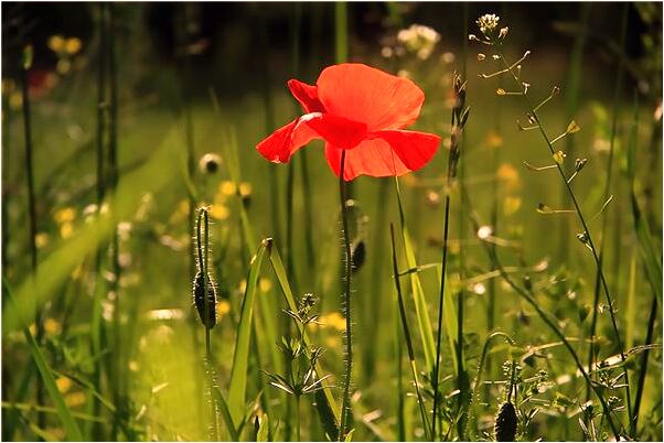 夢見我差點被人吃掉預兆了什麼嗎_周公解夢官網