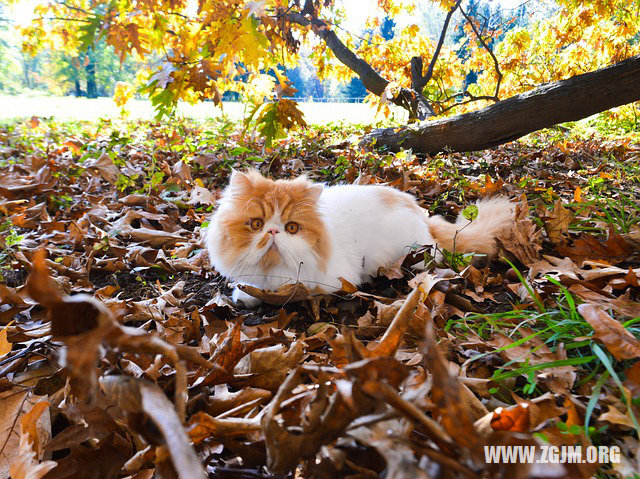 夢見朋友死去_周公解夢夢到朋友死去是什麼意思_做夢夢見朋友死去好不好_周公解夢官網