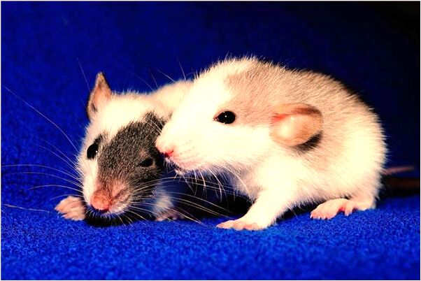 夢到了手指被扎透有什麼含義_周公解夢官網