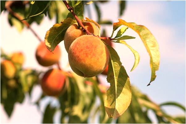 夢到了單位集資房分給我又被取消有什麼意義嗎_周公解夢官網