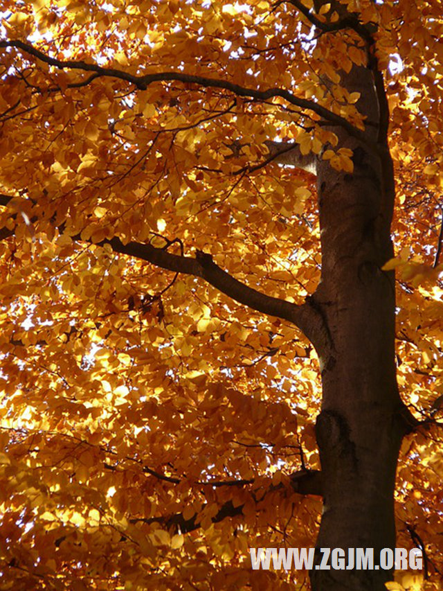 夢見碰瓷的人_周公解夢夢到碰瓷的人是什麼意思_做夢夢見碰瓷的人好不好_周公解夢官網