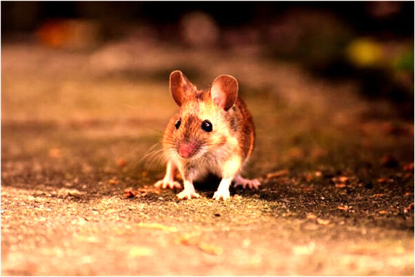 夢到了自己的親人追殺自己會怎么樣_周公解夢官網