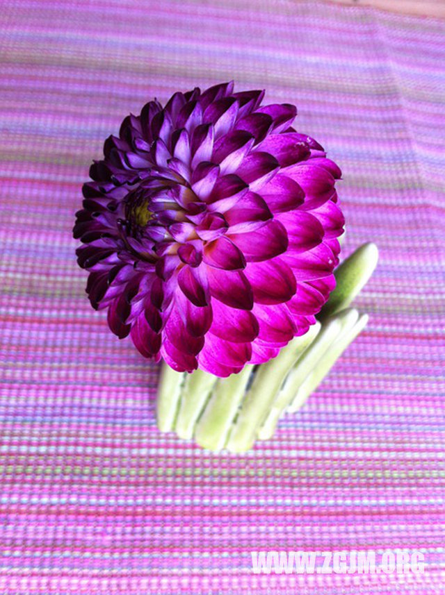 夢見雞回來了_周公解夢夢到雞回來了是什麼意思_做夢夢見雞回來了好不好_周公解夢官網