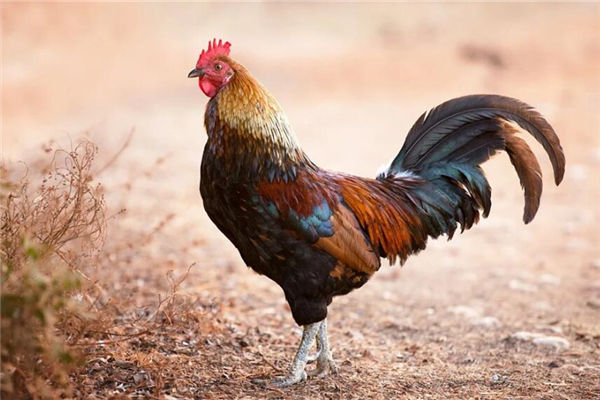 生肖雞的年份是哪些_十二生肖