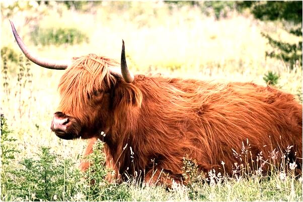 夢到了父親溺水死亡是凶兆還是吉兆_周公解夢官網
