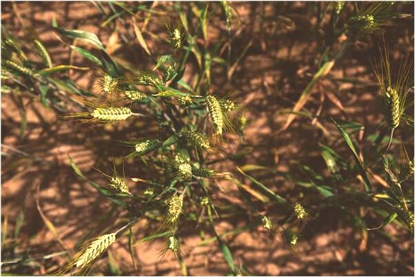 夢到自己在水池裡撈死老鼠預示著什麼_周公解夢官網