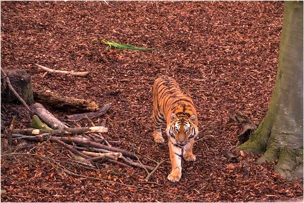 夢見已故奶奶預示了什麼_周公解夢官網