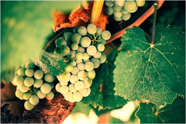 夢見土山洞有荊棘過不去怎么樣_周公解夢官網