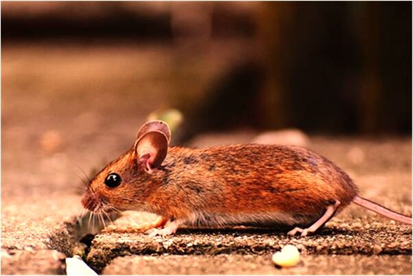 夢到大眾之下屙屎然後拋向海里會怎么樣_周公解夢官網