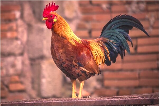 夢到越過斷橋是什麼啟示_周公解夢官網