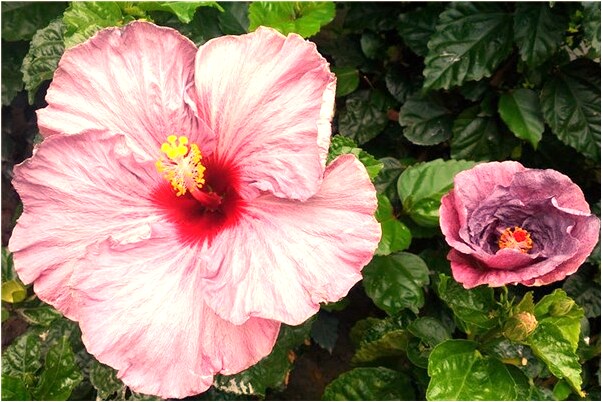 夢見殺小孩又殺不死意味著什麼_周公解夢官網