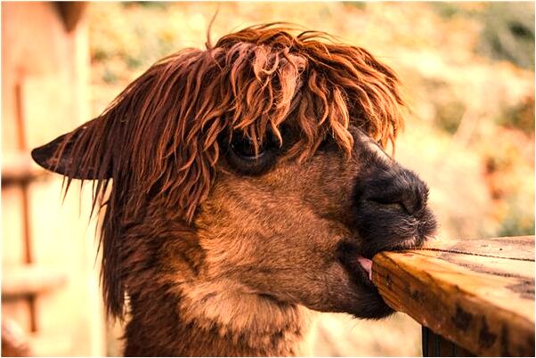 夢到讓別人幫忙編制轉運珠是好是壞_周公解夢官網