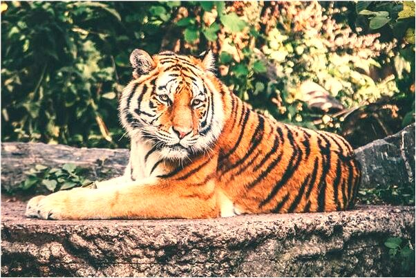 夢到了蛇想吃我是咋回事_周公解夢官網