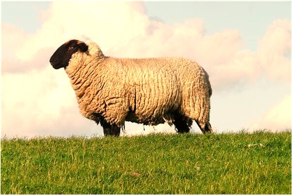 夢到了騎馬沒騎上是好的徵兆嗎_周公解夢官網