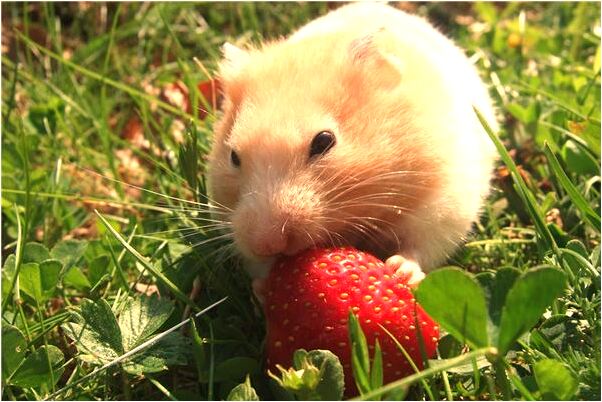 夢到了前男友當兵回來怎么樣_周公解夢官網