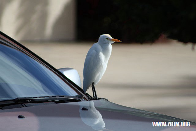 夢見被老師青睞_周公解夢夢到被老師青睞是什麼意思_做夢夢見被老師青睞好不好_周公解夢官網