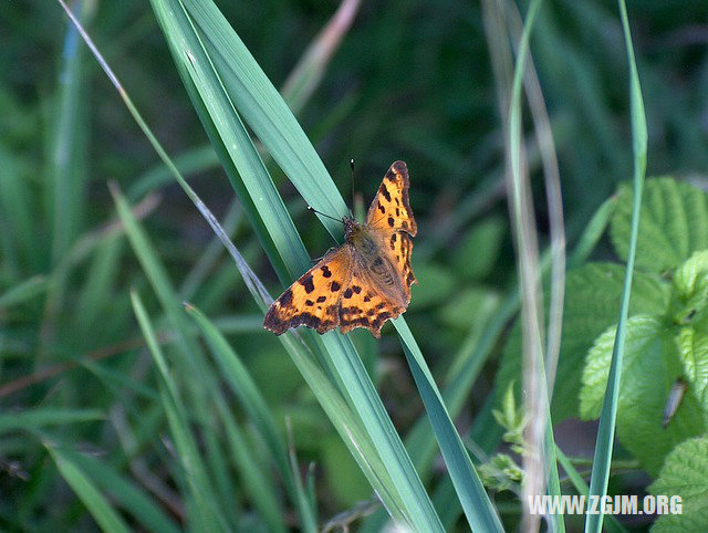 夢見頭皮屑_周公解夢夢到頭皮屑是什麼意思_做夢夢見頭皮屑好不好_周公解夢官網