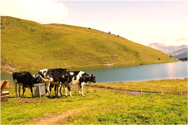 夢到兒子皇子怎么樣_周公解夢官網