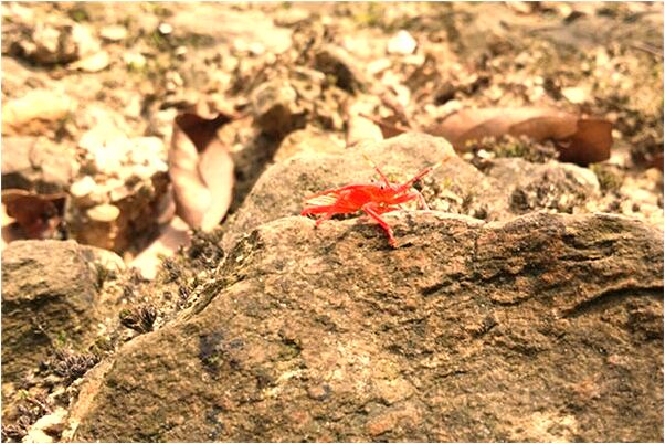 夢到自己穿著裙子怎么說_周公解夢官網