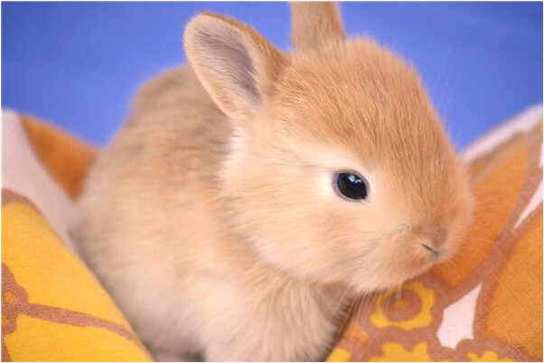 夢到打了對象代表著什麼？_周公解夢官網