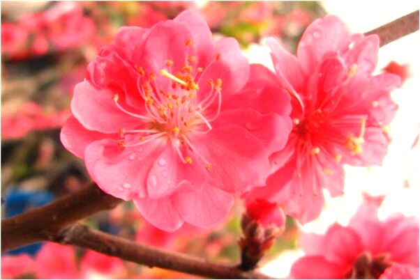 夢到了矮長頸鹿是咋回事_周公解夢官網