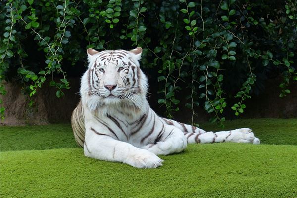 孕婦夢到老虎生個女孩_周公解夢